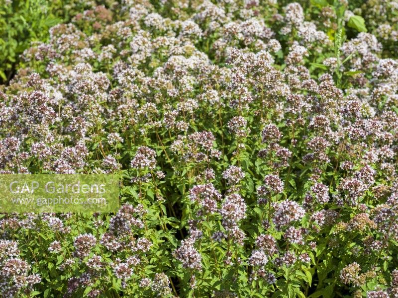 Origanum vulgare, autumn September