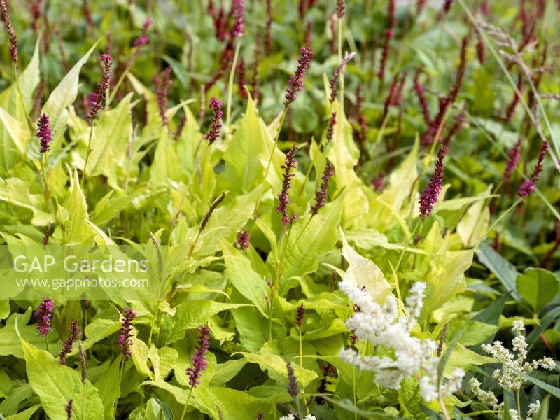 Persicaria amplexicaulis Golden Arrow, summer August