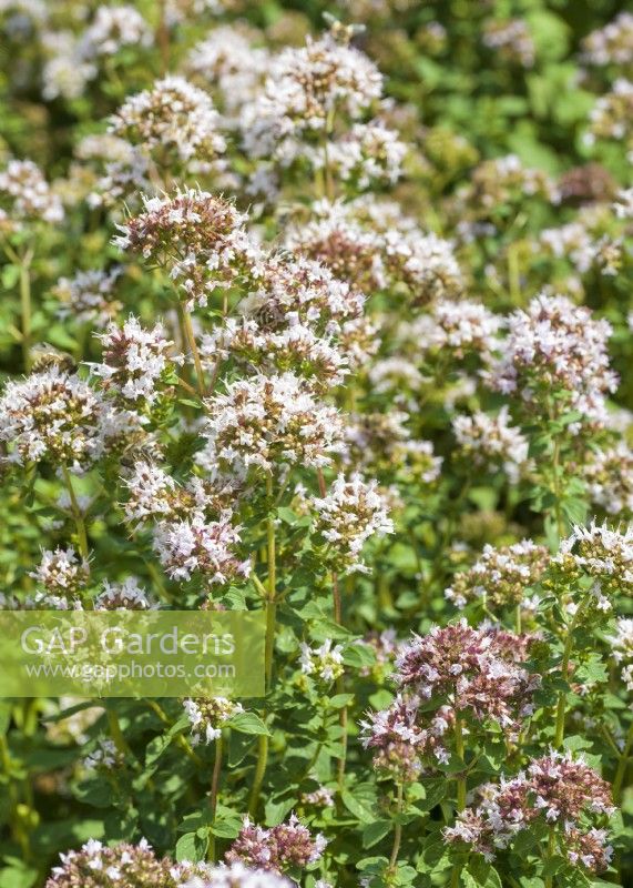 Origanum vulgare, autumn September