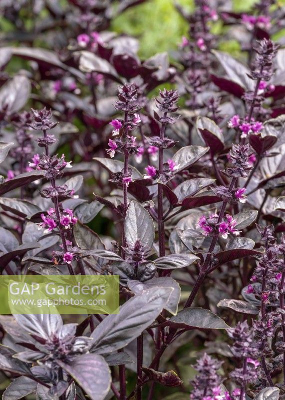 Ocimum basilicum Pourpre Lucie, autumn September