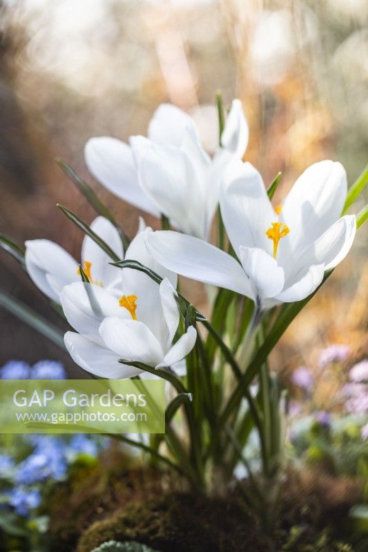 Crocus vernus 'Jeanne d'Arc', April