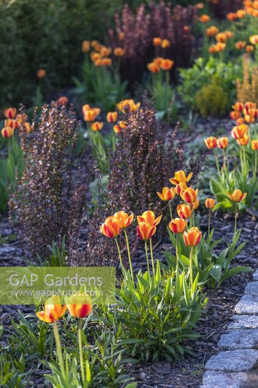 Spring border with Tulipa 'Apeldoorn's Elite' and burgundy Berberis 