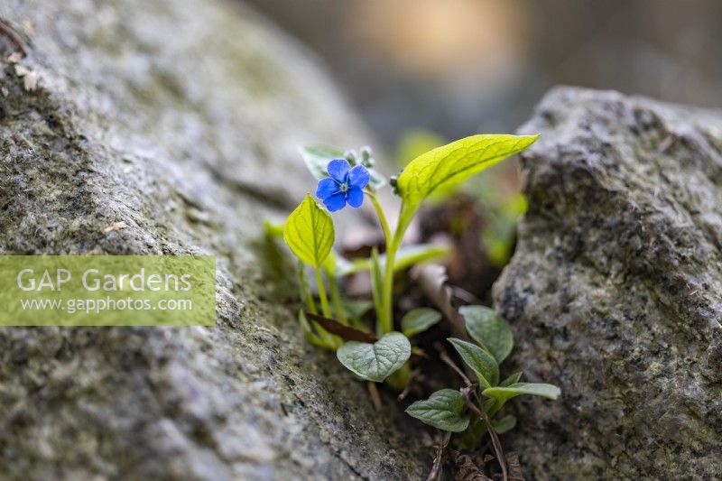 Omphalodes verna growing in rocky groove