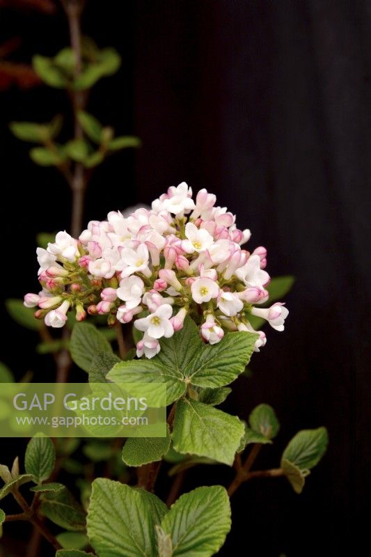 Pale pink flower of semi-evergreen Viburnum Burkwoodii 'Anne Russell'.  April