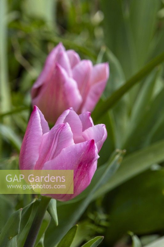 Tulipa 'Mistress' - tulip - March