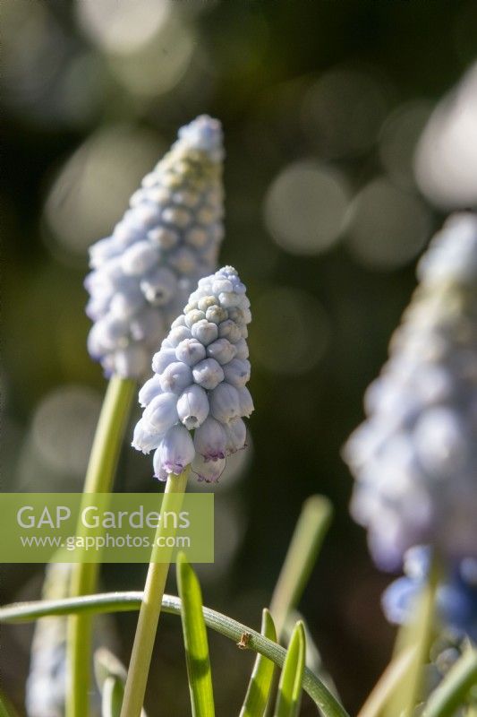 Muscari armeniacum 'Valerie Finnis' - grape hyacinth - March