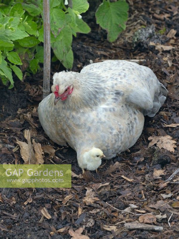 Silkie Bantum with chicks Spring April