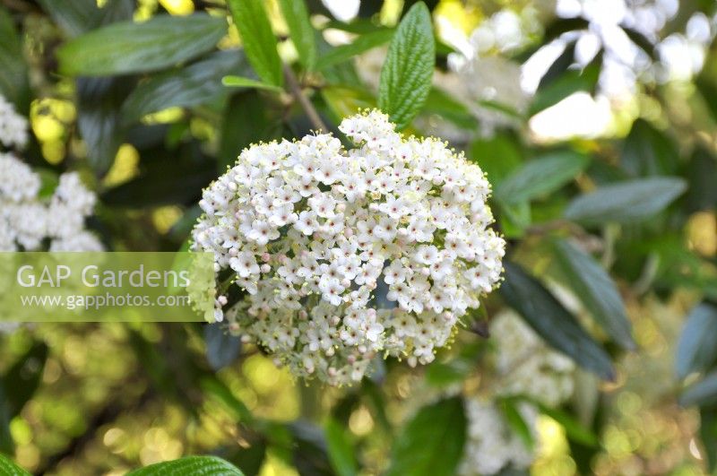 Creamy-white oval single  flower of Viburnum pragense, May