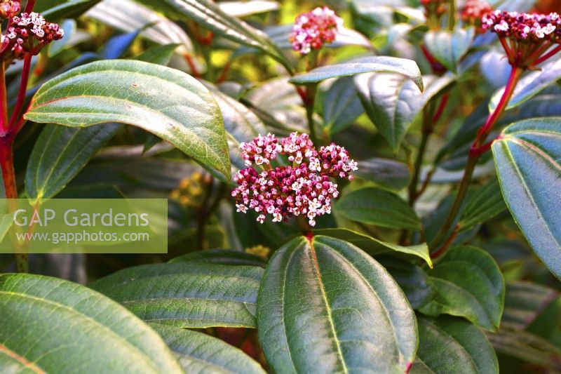 Flowers of Viburnum davidii. April