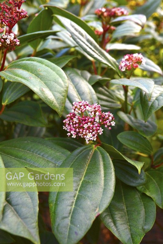 Flowers of Viburnum davidii. April