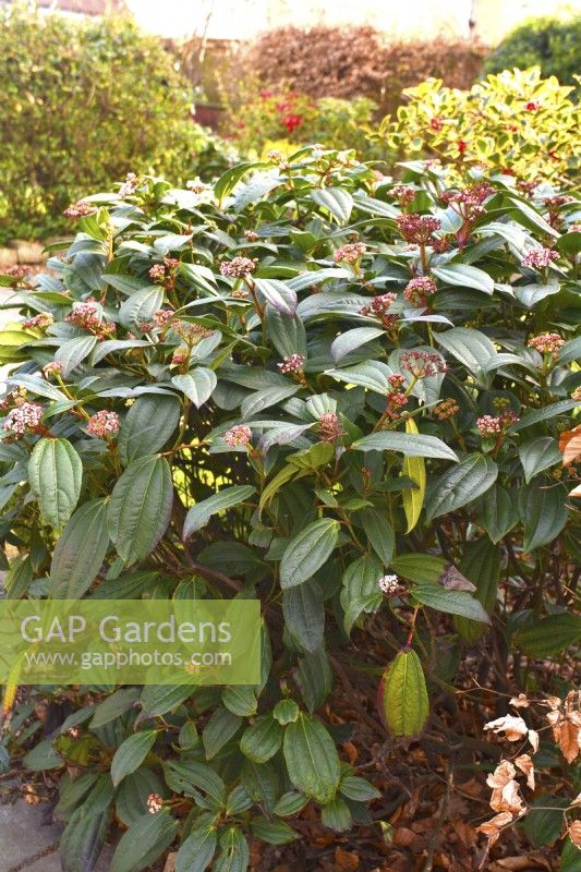 Viburnum davidii in garden. April