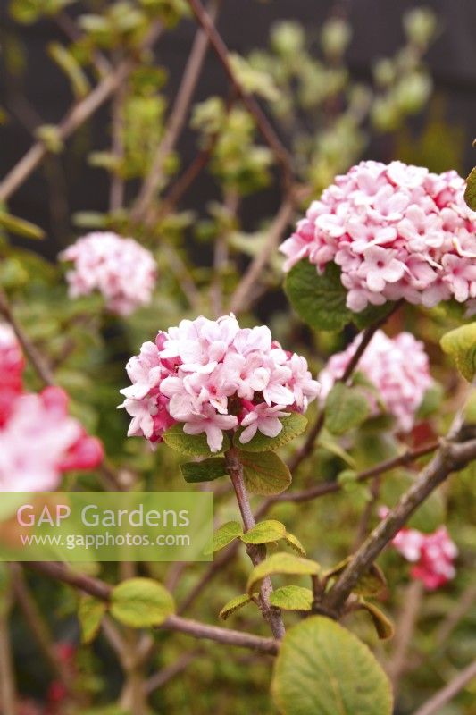 Fragrant rounded pale pink flowers of Viburnum carlesii. April