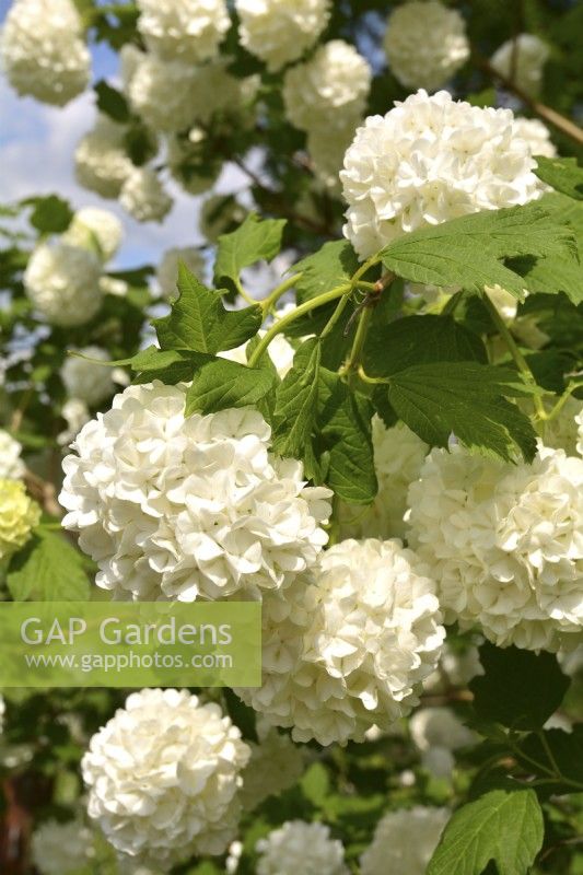 White spherical flowers of Viburnum opulus Roseum. May