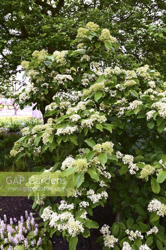  Viburnum sieboldii with white flowers. April