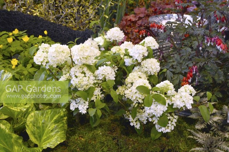 Viburnum plicatum f. tomentosum 'Newport'- Newzam  in a  flowerbed. April