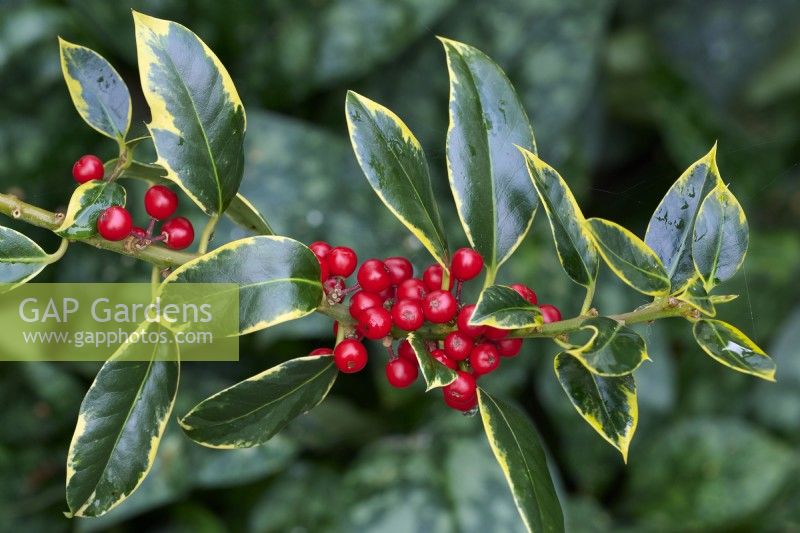 Ilex aquifolium 'Aurifodina'