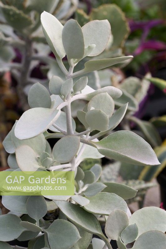 Kalanchoe hildebrandtii - silver teaspoons