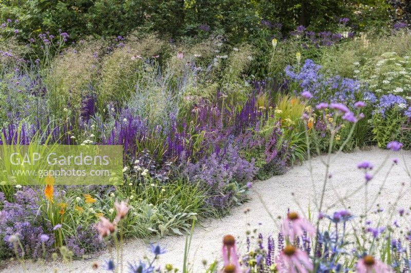 Summer border along gravel path planted with Salvia 'Caradonna', Deschampsia cespitosa, Nepeta faassenii, Scabiosa columbaria and ornamental grasses. RHS Iconic Horticultural Hero Garden, Designer: Carol Klein 