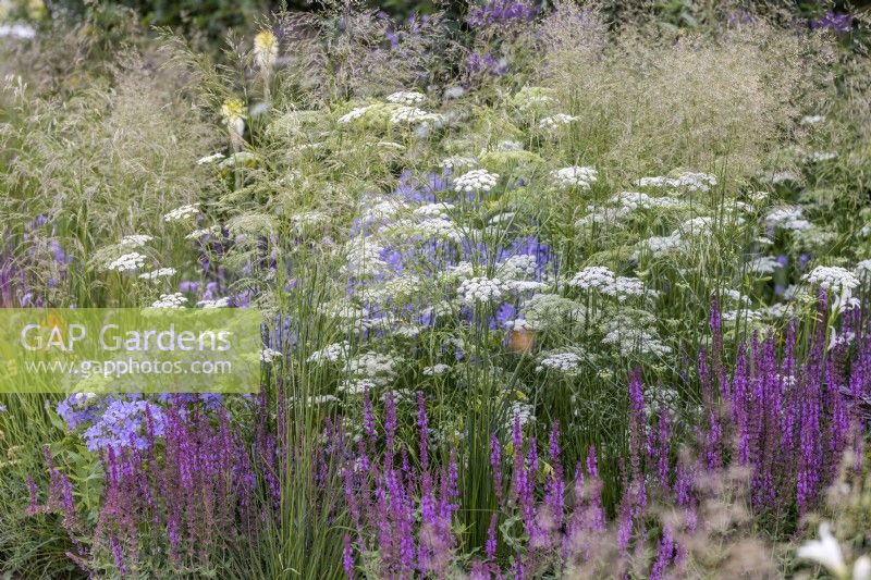 Deschampsia cespitosa 'Goldschleier', Agastache 'Black Adder' and Cenolophium denudatum - Baltic parsley. RHS Iconic Horticultural Hero Garden, Designer: Carol Klein