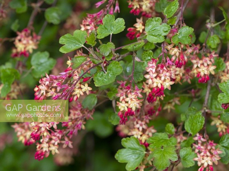 Ribes x gordonianum - Flowering Currant  early April   Norfolk