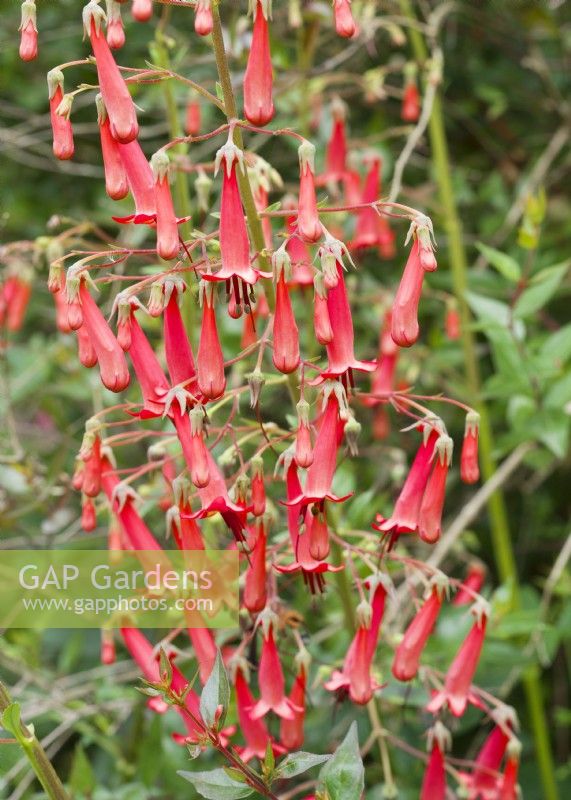 Phygelius capensis, autumn September