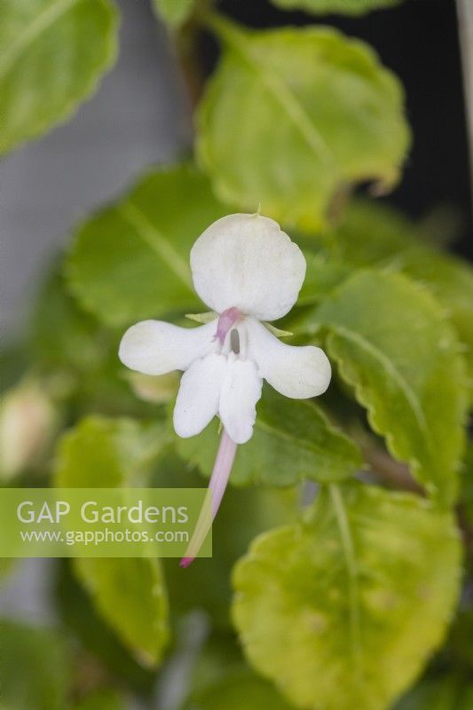 Impatiens killimanjari x pseudoviola. In greenhouse. April. Spring. 