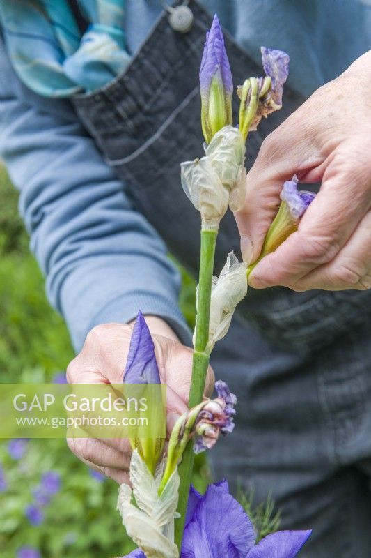 Woman carefully removing faded flowers from a bearded iris by snapping off the spent flowers neatly at the base with finger and thumb. May.