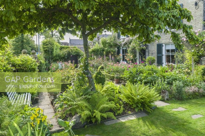 Mespilus germanica - medlar tree, framing a view of a town garden with formal flower beds filled with Roses, foxgloves, ferns and perennials. June.