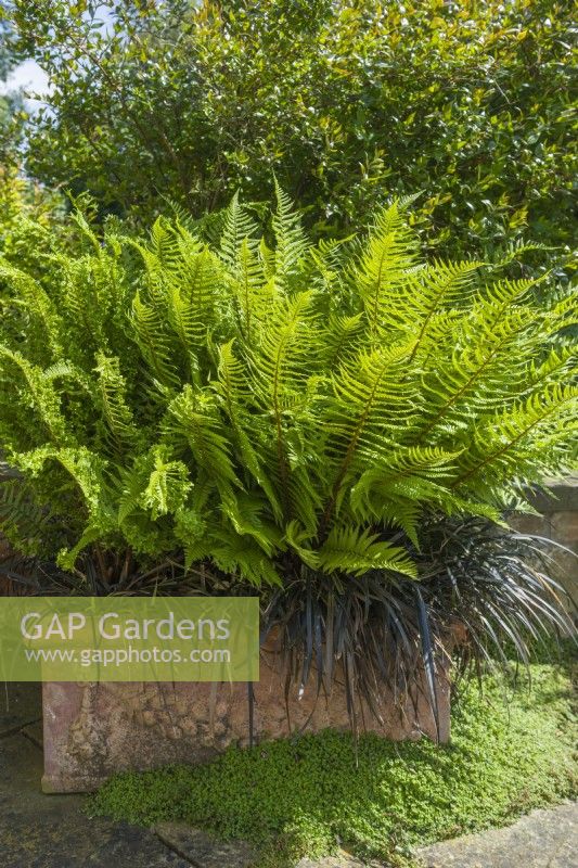 Ornamental ferns and Ophiopogon planiscapus 'Nigrescens' in a terracotta trough on a patio with Soleirolia soleirolii -  Mind-your-own-business - growing around the base. June