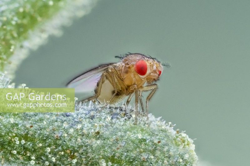 Drosophila melanogaster - common fruit fly
