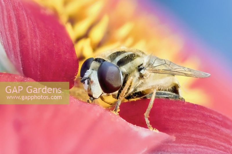Helophilus pendulus - Hover Fly feeding on pollen