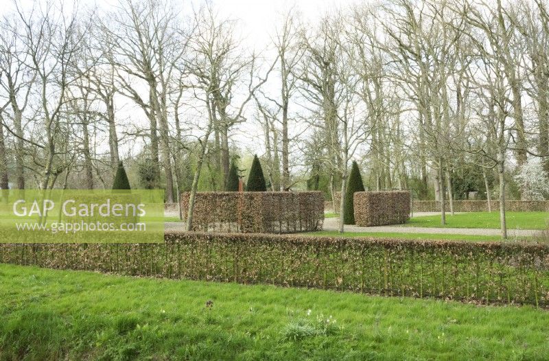 Overview with four topiary trees between large pruned hedges Fagus Sylvatica in a block shape.