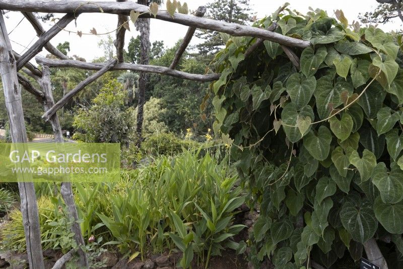 A Dioscorea dodecaneura, yam, grows around a rustic trellis in the Madeira Botanical Gardens. Summer. 