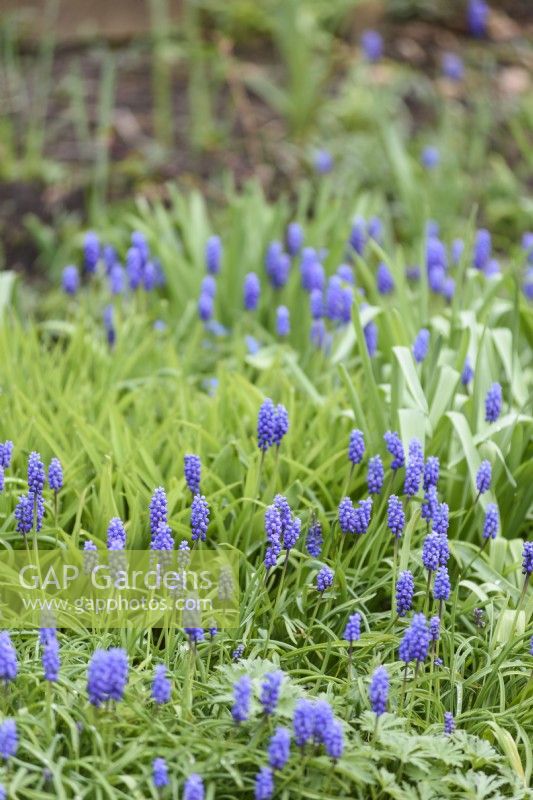 Muscari armeniacum in March