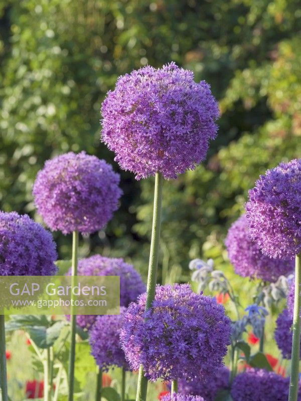 Allium giganteum