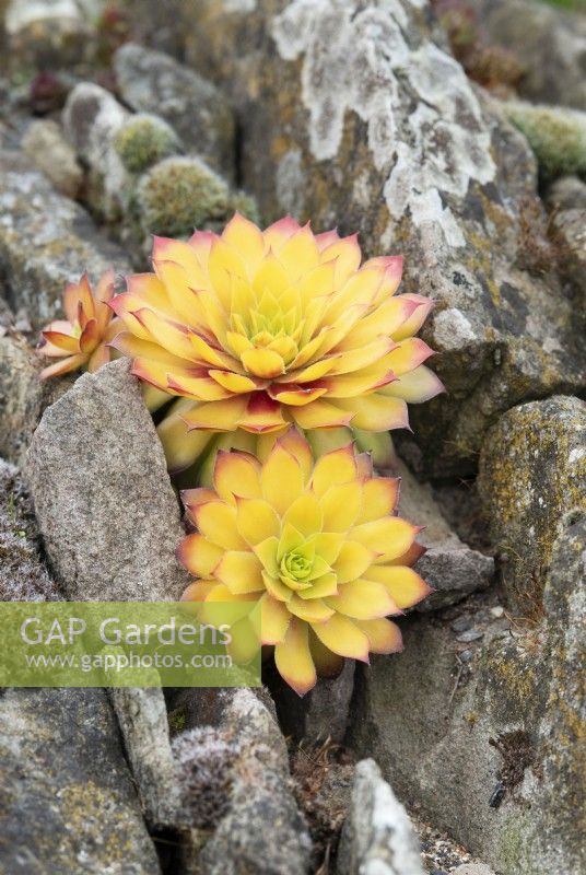 Sempervivum 'Gold Nugget' - Houseleek