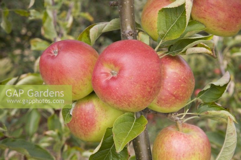 Apple - Malus domestica 'Chivers Delight'