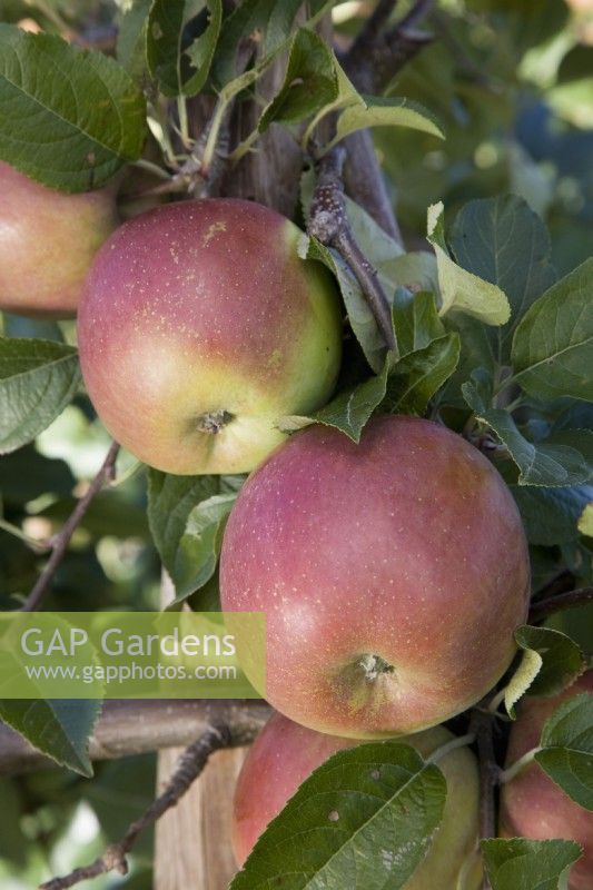 Apple - Malus domestica 'Fuji'