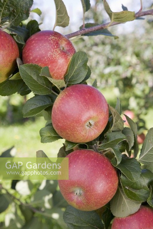 Apple - Malus domestica 'Red Windsor'