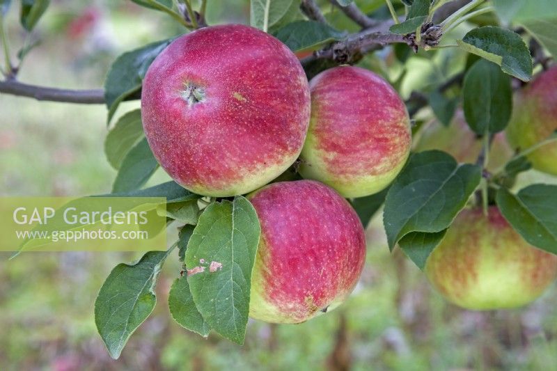 Apple - Malus domestica 'Tydeman's Early Worcester'