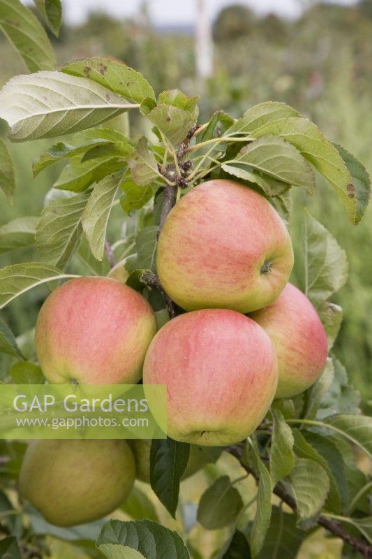 Apple - Malus domestica 'Pinova'