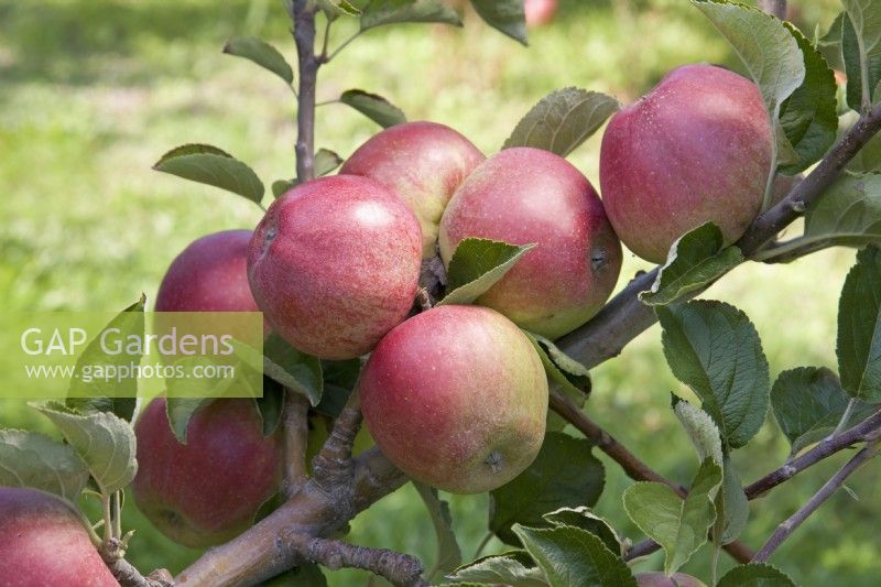 Apple - Malus domestica 'William Crump'