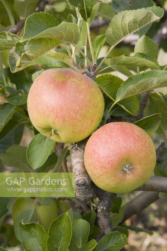 Apple - Malus domestica 'James Grieve'