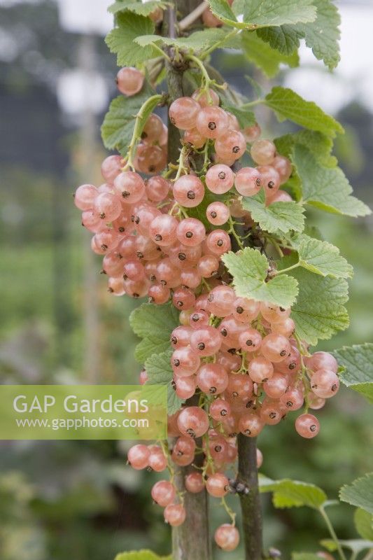 Redcurrant - Ribes rubrum 'Champagne'