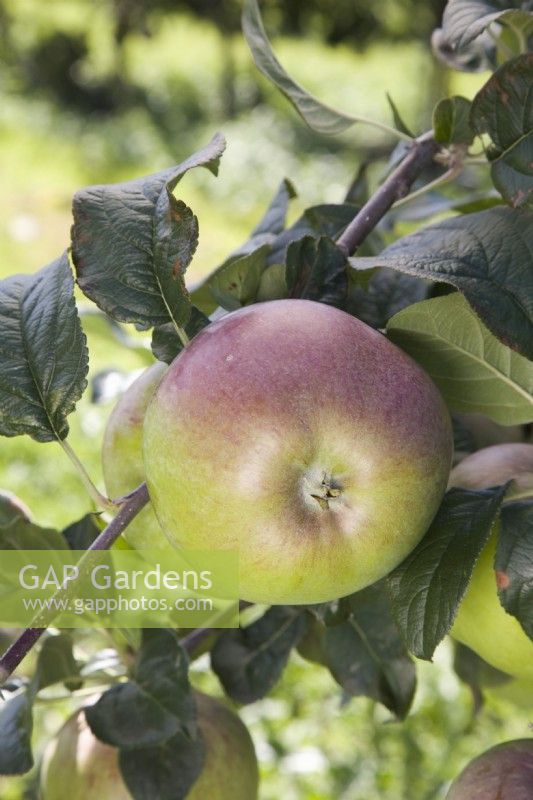 Apple - Malus domestica 'Howgate Wonder'