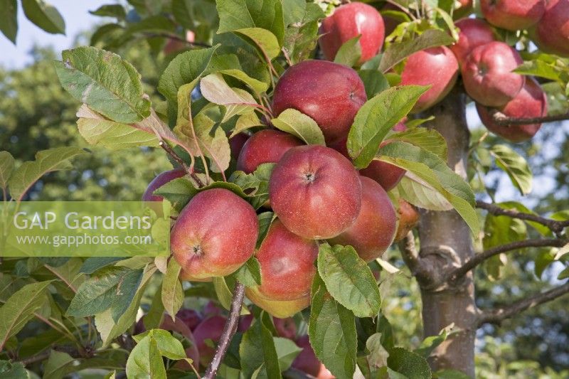 Apple - Malus domestica 'Gloster 69'