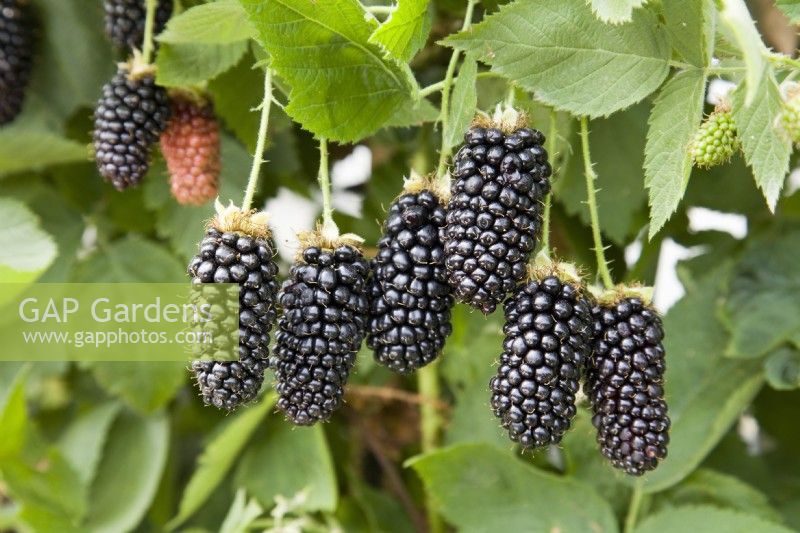 Blackberry - Rubus fruticosus 'Karaka Black'