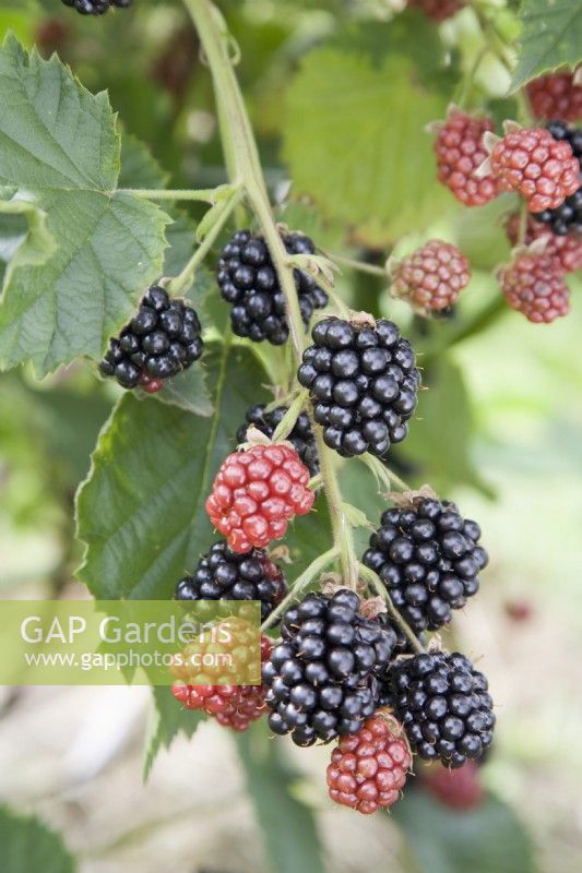 Blackberry - Rubus fruticosus 'Loch Tay'