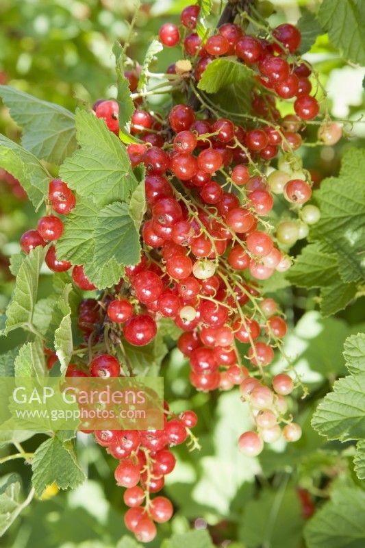 Redcurrant - Ribes rubrum 'Jonkheer van Tets'