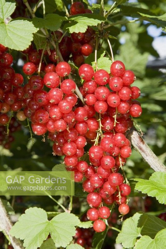 Redcurrant - Ribes rubrum 'Jonkheer van Tets'